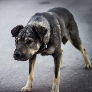 Worried dog